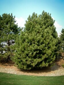 Сосна Чёрная (Pinus Nigra) купить по цене от 270.00р. в интернет-магазине «Посадика» с доставкой почтой в в Елизовое и по всей России – [изображение №1].