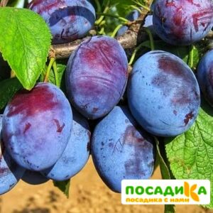 Слива Чачакская ранняя купить по цене от 229.00р. в интернет-магазине «Посадика» с доставкой почтой в в Елизовое и по всей России – [изображение №1].