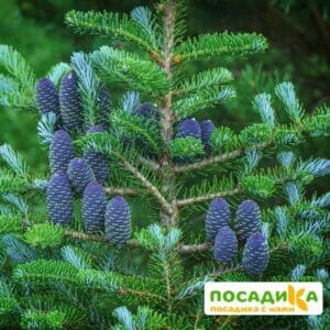 Пихта корейская (Abies koreana) купить по цене от 450.00р. в интернет-магазине «Посадика» с доставкой почтой в в Елизовое и по всей России – [изображение №1].