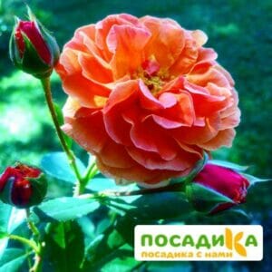 Роза Арабия купить по цене от 350.00р. в интернет-магазине «Посадика» с доставкой почтой в в Елизовое и по всей России – [изображение №1].