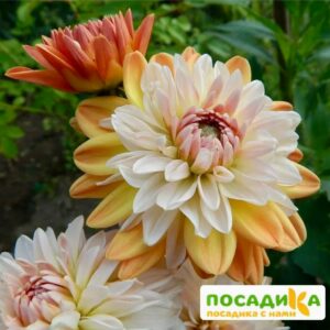 Георгина Коуп де Солейл (декоративная) купить по цене от 400р. в интернет-магазине «Посадика» с доставкой почтой в в Елизовое и по всей России – [изображение №1].
