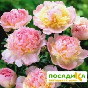 Пион Распберри Сандей (Paeonia Raspberry Sundae) купить по цене от 959р. в интернет-магазине «Посадика» с доставкой почтой в в Елизовое и по всей России – [изображение №1].