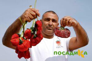 Клубника Гигант Джорнея купить по цене от 266р. в интернет-магазине «Посадика» с доставкой почтой в в Елизовое и по всей России – [изображение №1].