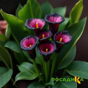 Калла Аура Лейс купить по цене от 400р. в интернет-магазине «Посадика» с доставкой почтой в в Елизовое и по всей России – [изображение №1].
