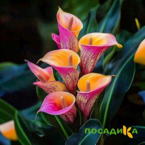 Калла Оникс купить по цене от 450р. в интернет-магазине «Посадика» с доставкой почтой в в Елизовое и по всей России – [изображение №1].