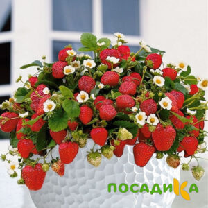Клубника Рубиновый Шепот (горшечная) купить по цене от 240р. в интернет-магазине «Посадика» с доставкой почтой в в Елизовое и по всей России – [изображение №1].