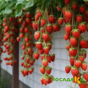 Клубника вьющаяся Комплимент купить по цене от 470р. в интернет-магазине «Посадика» с доставкой почтой в в Елизовое и по всей России – [изображение №1].