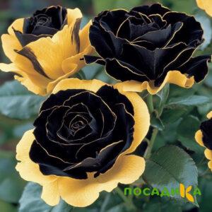 Роза Ханни Сикл купить по цене от 700р. в интернет-магазине «Посадика» с доставкой почтой в в Елизовое и по всей России – [изображение №1].