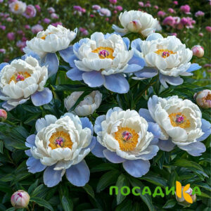 Пион акварельный Этюд купить по цене от 806р. в интернет-магазине «Посадика» с доставкой почтой в в Елизовое и по всей России – [изображение №1].