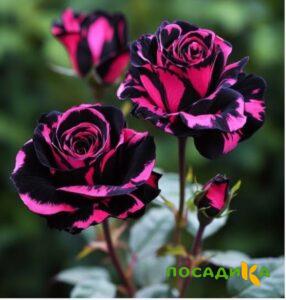 Роза Багровый Шепот купить по цене от 366р. в интернет-магазине «Посадика» с доставкой почтой в в Елизовое и по всей России – [изображение №1].