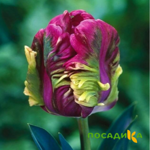 Тюльпан Экзотик Хэвен купить по цене от 186р. в интернет-магазине «Посадика» с доставкой почтой в в Елизовое и по всей России – [изображение №1].